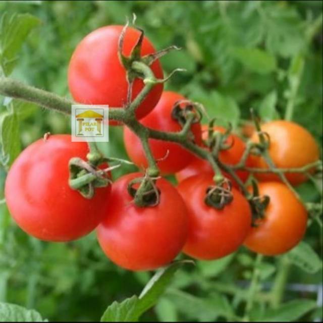 benih bibit tomat palupi - jawara