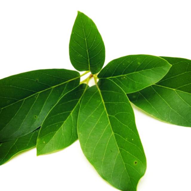 

daun alpukat