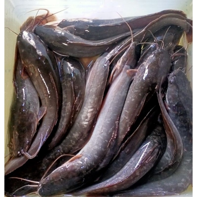

Ikan Lele