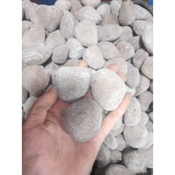 PUCUNG/KLUWEK FRESH 1KG KERING