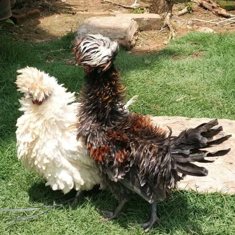 TELUR AYAM HIAS POLAND FERTIL UNTUK DITETASKAN