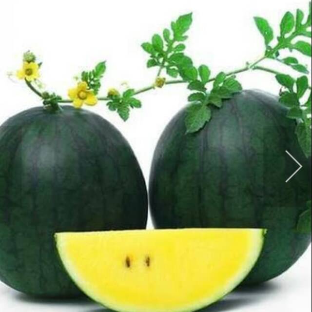 Ufairah Benih Buah Semangka Kuning Tanpa Biji  isi   10  benih