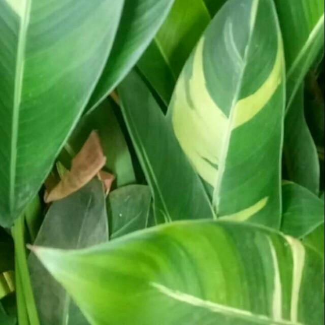 Tanaman hias heliconia Pisang Pisangan kuning varigata