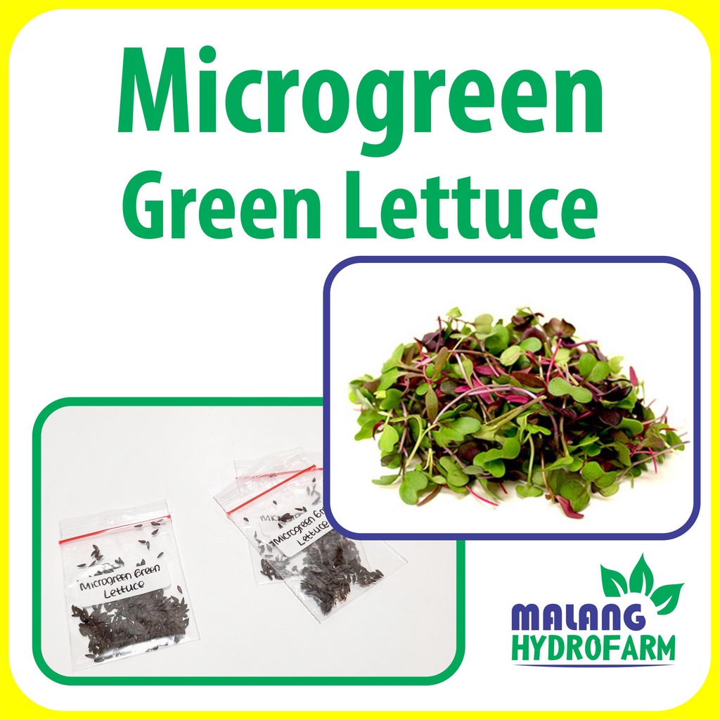 Benih Microgreen Green Lettuce Selada Hijau Unggulan berkualitas caisim bayi biji bibit hydroponik h