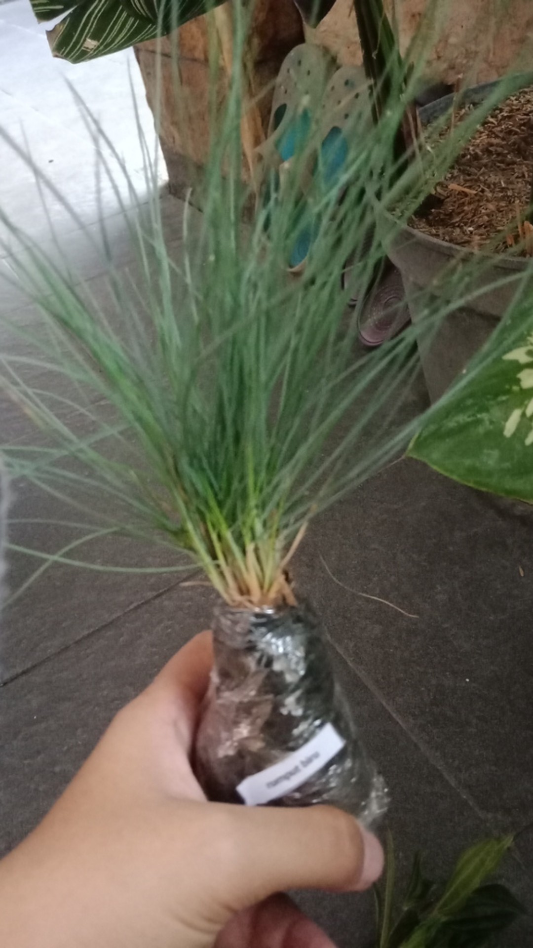 Tanaman Hias Rumput Biru - Festuca Glauca