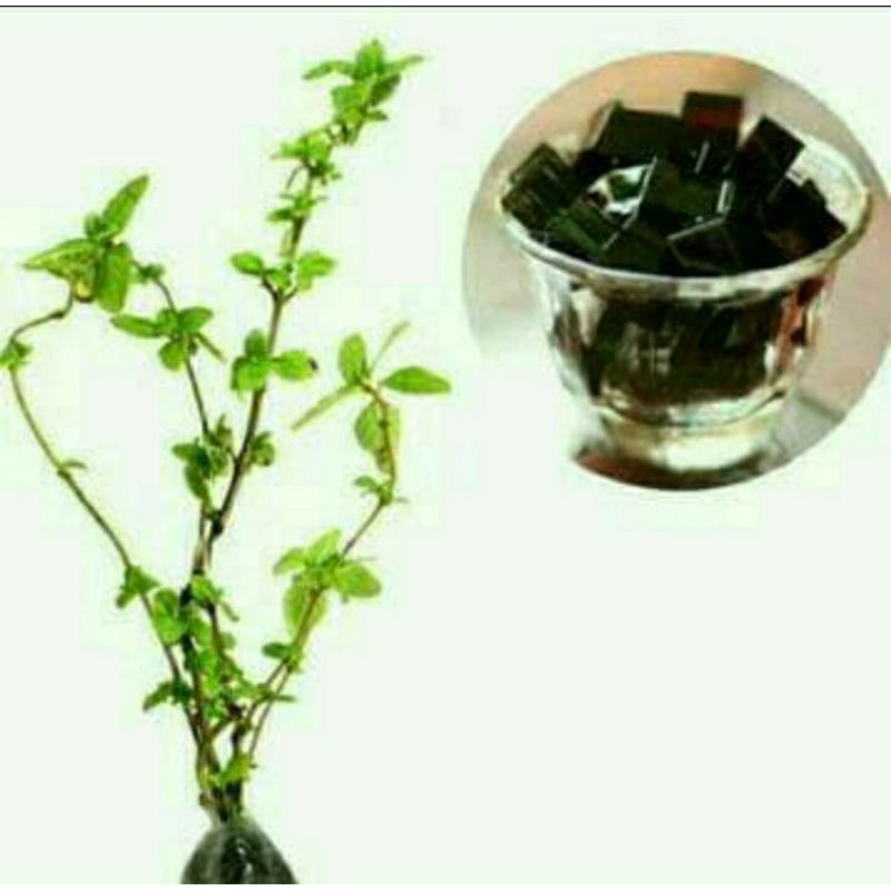 tanaman janggelan/ cincau hitam