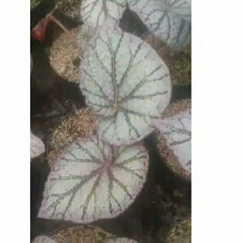 begonia silver ice remaja