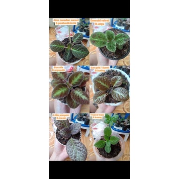 Paket Episcia Import ( Blue nile , Little pompom , Sun gold , Canadian , Emerald Velvet , Tropical t
