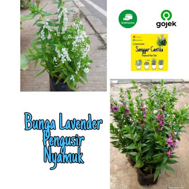 Tanaman Lavender / Pengusir Nyamuk / Lavender