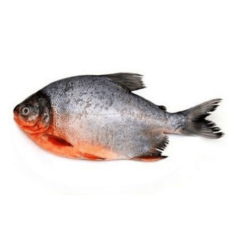 

ikan bawal 500gr