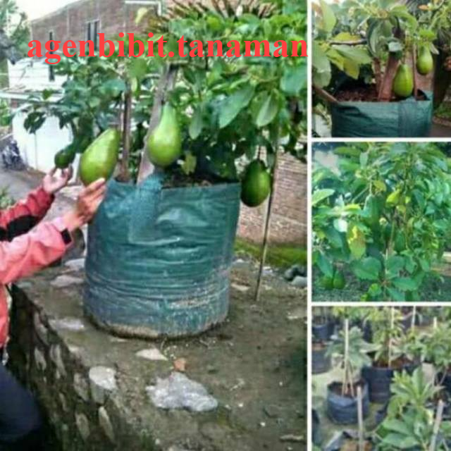 Bibit Tanaman Buah Alpukat Aligator A1-Bibit Buah Alpukat Aligator-Bibit Alpukat Aligator Super-Tamp
