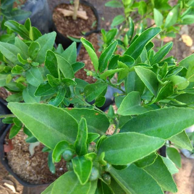 BERBUAH tanaman jeruk keprok siam