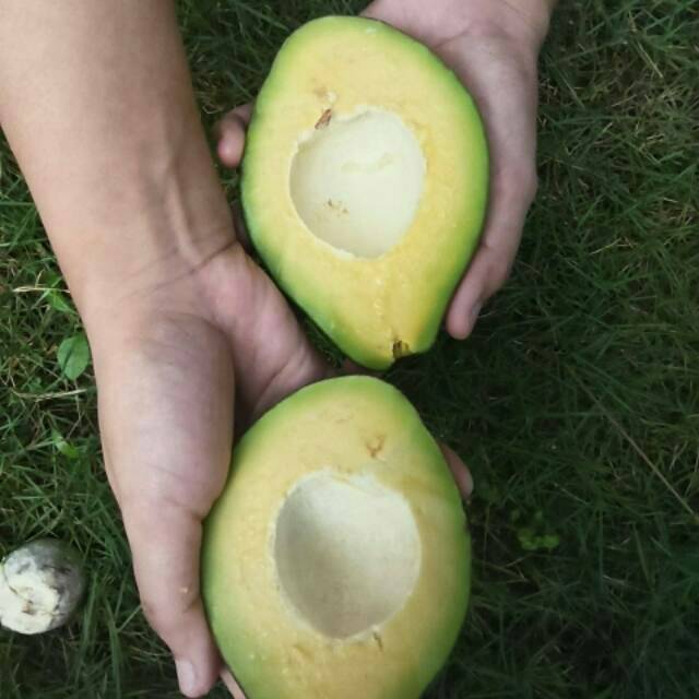 

ALPUKAT MENTEGA MINI PAKET 1KG ISI 5-7 BUAH MURAH