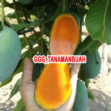 Bibit Mangga Gadung Hasil Okulasi