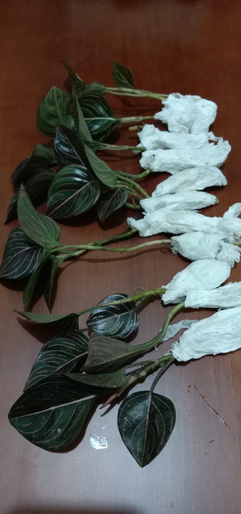 Aglonema Rotundum Aceh Bibit2-3daun Baby Minim Order 5plant