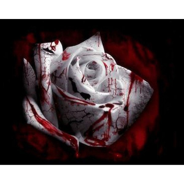 Benih Bunga Mawar Putih Merah Darah Bloody White Rose Import Shopee Indonesia