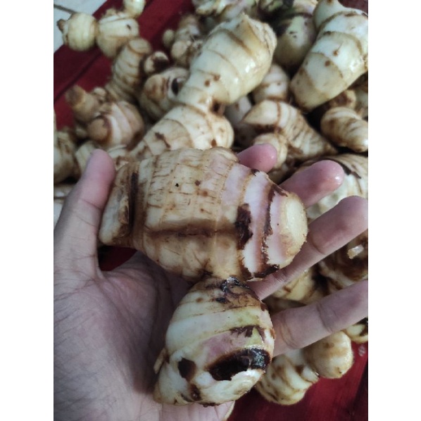 

500gr umbi ganyo, Umbi Ganyong segar jumbo siap santap
