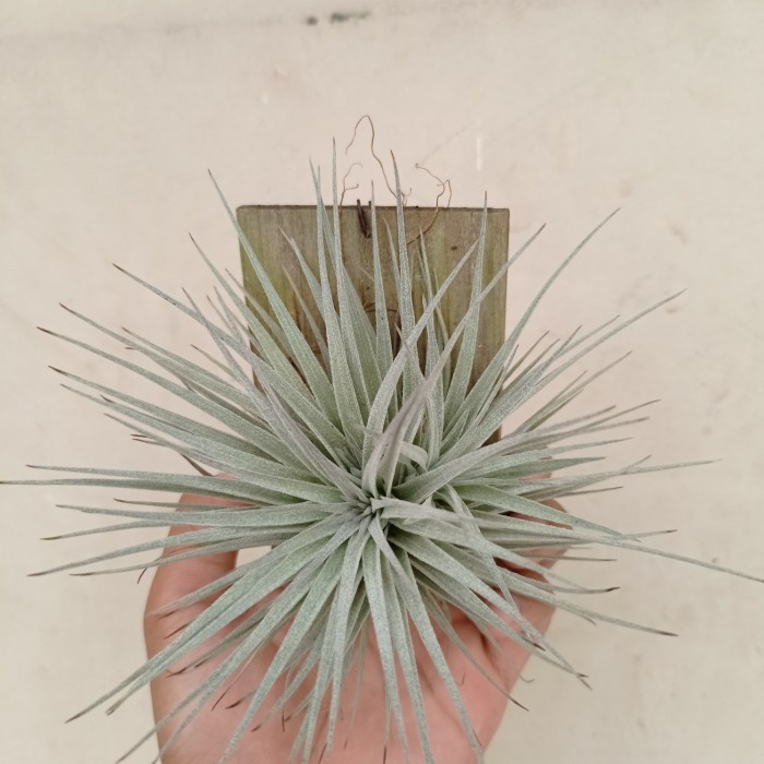tillandsia houston KAKTUS SUKULEN | TANAMAN HIAS