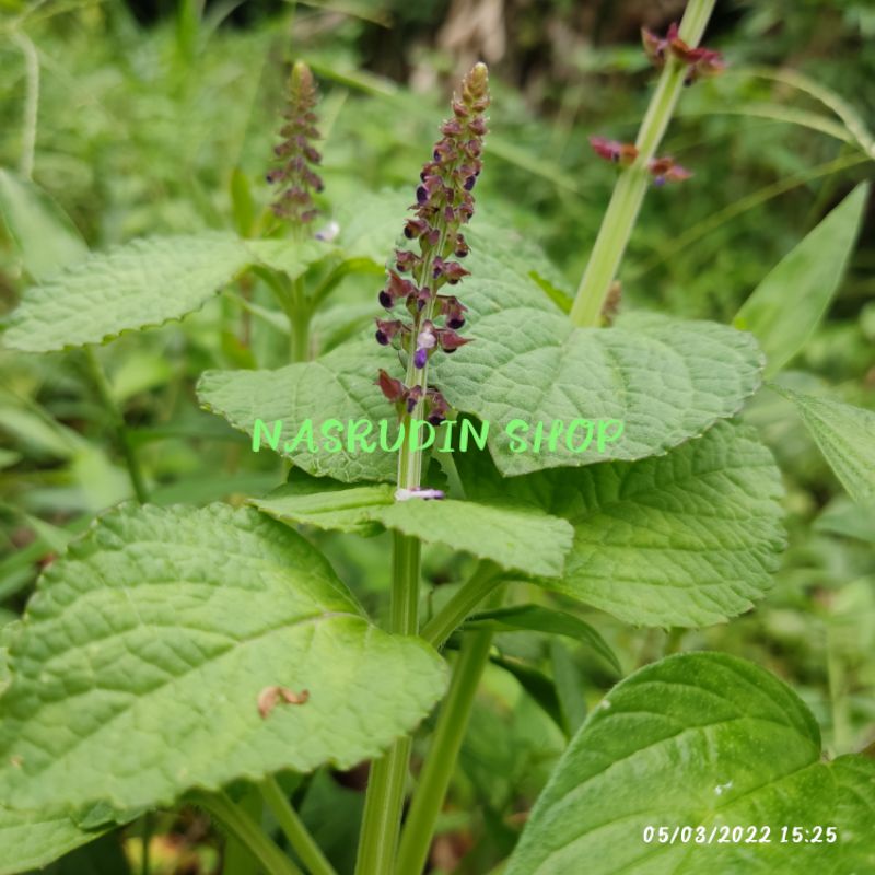 

[Fresh] TANAMAN HIAS PURPLE ANISE / HISOP RAKSASA LAVENDER / AGASTACHE FOENICULUM