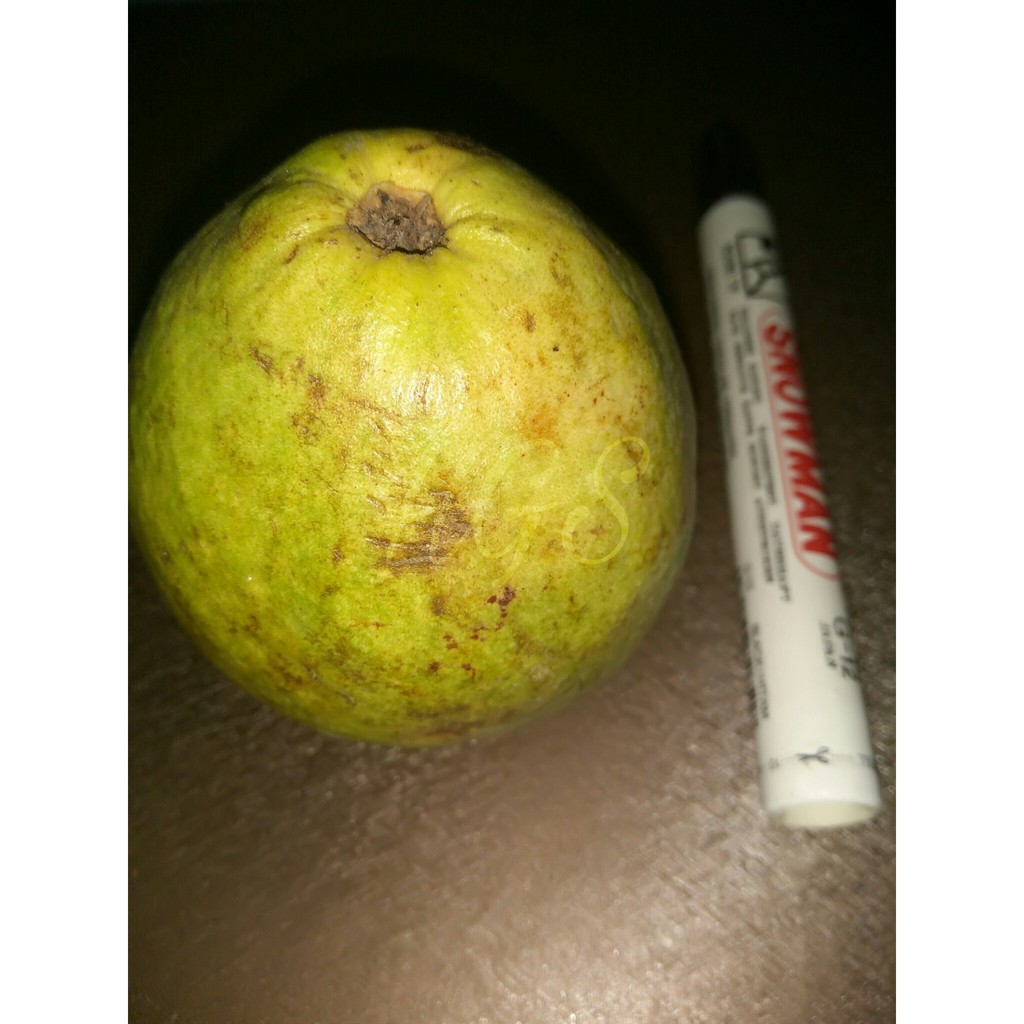 Bibit Tanaman Buah Jambu Pir Pear