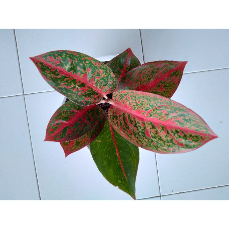 Aglonema Red Stardust Indukan