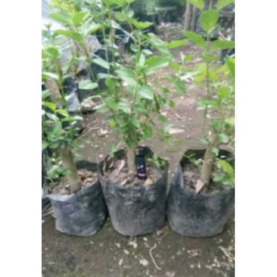 bonsai sancang jos dari cangkok