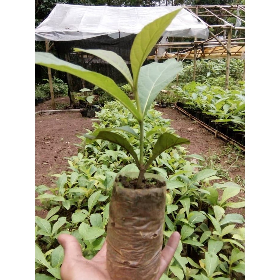 Manometer 3500 PSI / Manometer PCP