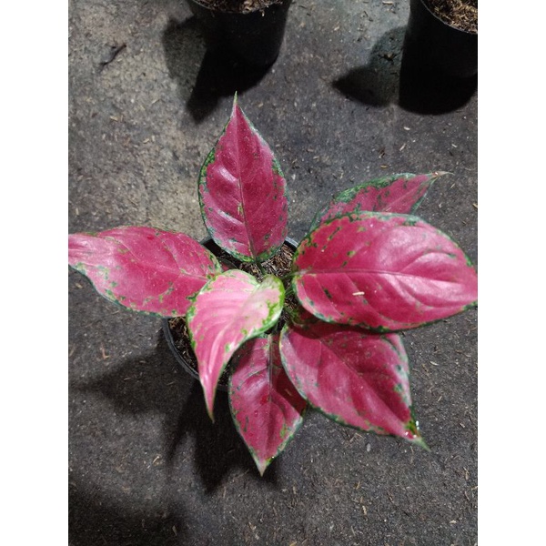 Aglaonema Red anjamani