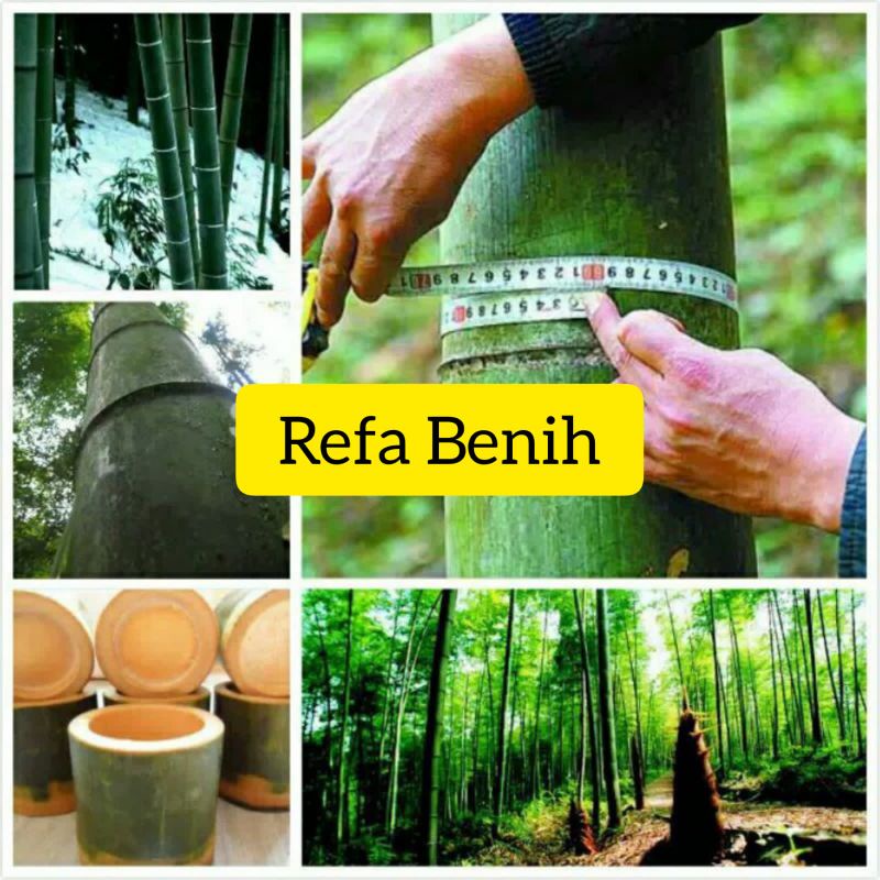 Jual Biji Benih Tanaman Bambu Pentung Raksasa F1 Import / Benih Bambu ...