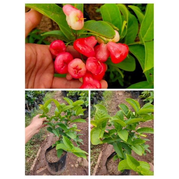 Bibit Pohon Buah Jambu Air Kancing Merah Tambulampot / Jambu Kancing Merah