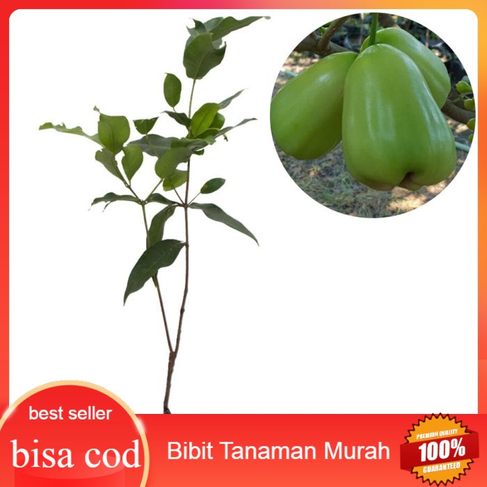 Bibit Jambu Air Super Green