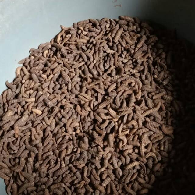 

prepupa/pupa/per kilo /BISA COD