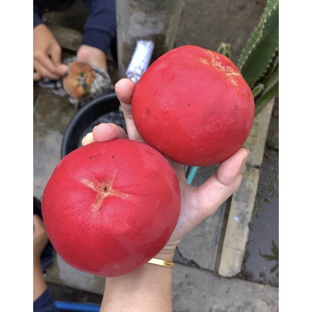 

Buah Bisbul / buah mentega 1KG Buah langka