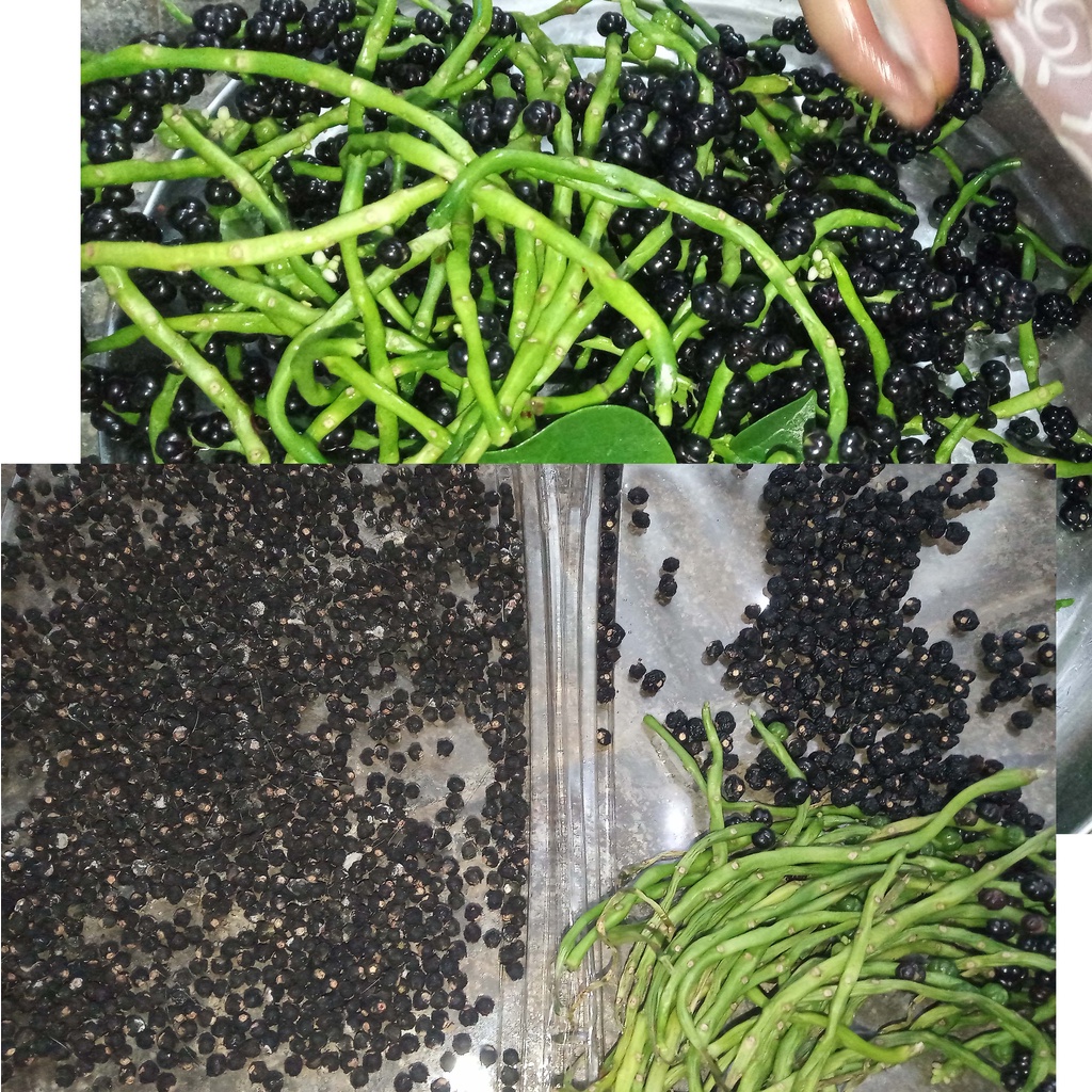 

Angkung 100 biji Segar Tanaman Herbal Dikeringkan Buah Angguong anggoung anggung angung angoung anggong kering