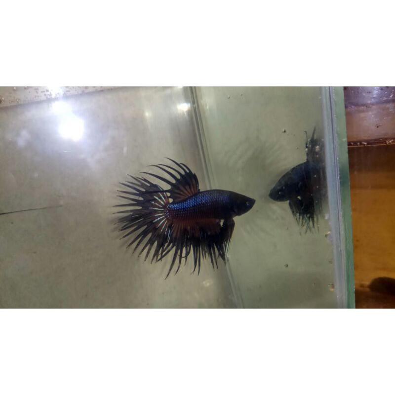cupang  black crowntail cooper