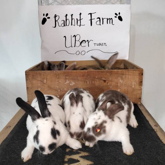 rabbit_farm_ubertuban