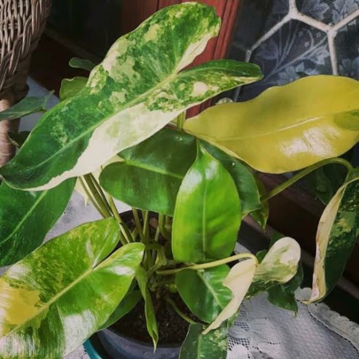 PROMO philodendron burle marx varigata - brekele varigata .