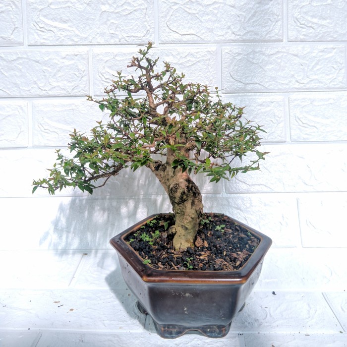 Bonsai Sianto / dewandaru mikro