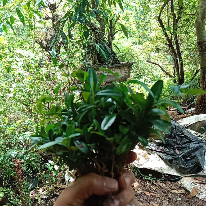 BIBIT BONSAI JERUK KINGKIT 100 BIBIT