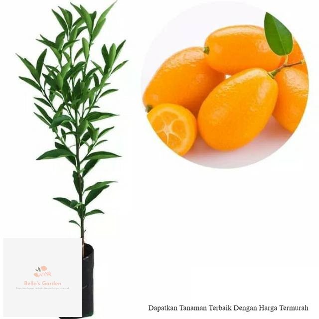 Bibit Tanaman Jeruk Buah Nagami - Tanaman Buah Jeruk Nagami