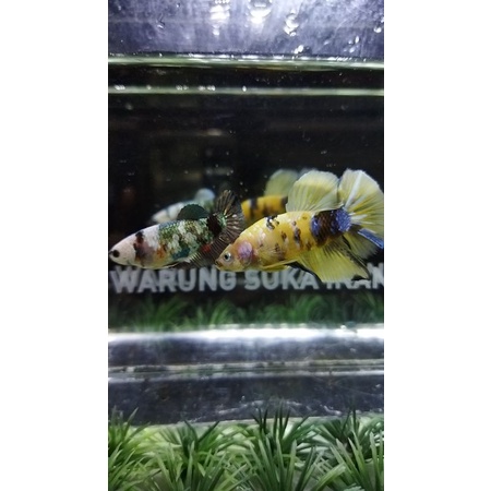 CUPANG SEPASANG YELLOW KOI x KOI COPPER 100%Realpict (BB7)
