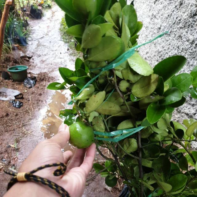 Pohon jeruk nipis sudah besar dan berbuah