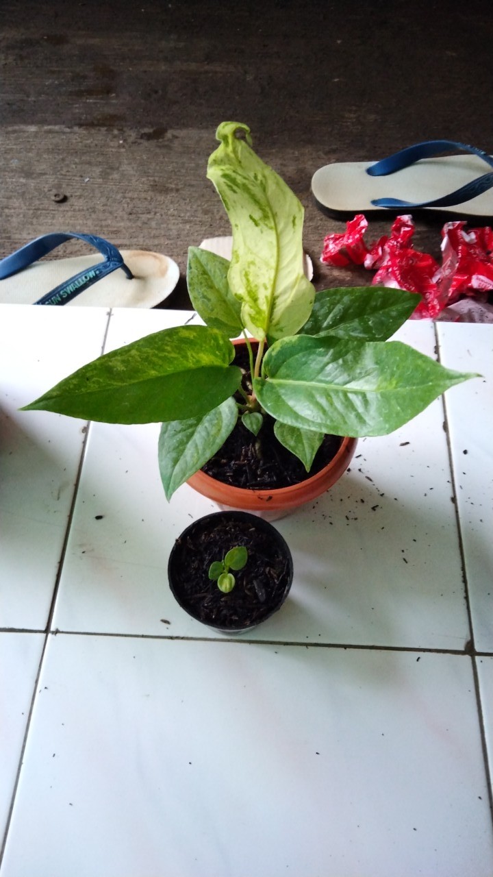 Anthurium Black Beauty Remaja