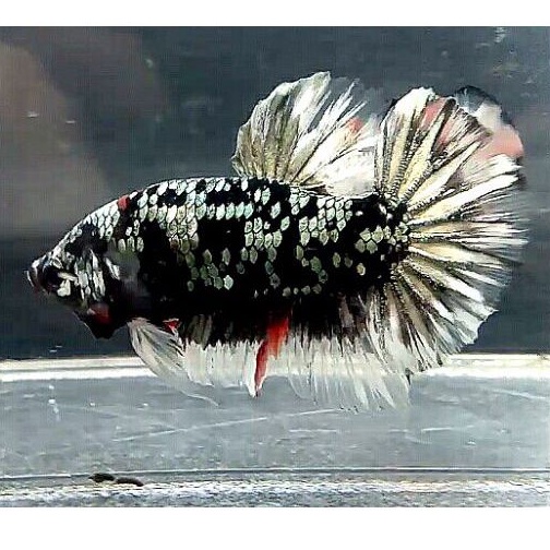 ikan cupang black series avatar giant male indukan real sesuai foto