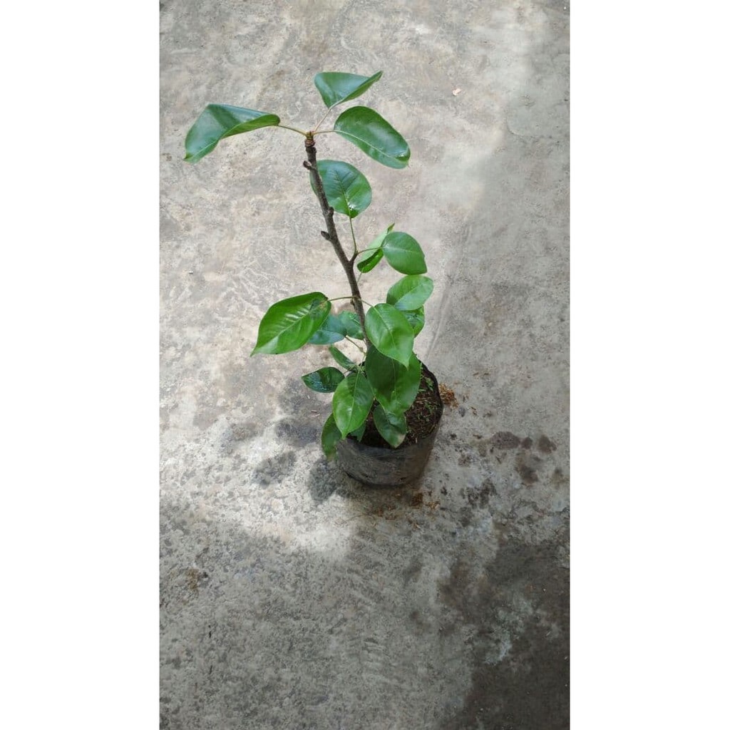 Bibit Tanaman Buah Pir Cangkok
