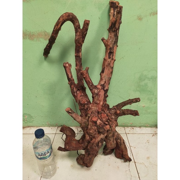 bahan dongkelan paket murah bonsai kibesi jumbo karakter istimewa