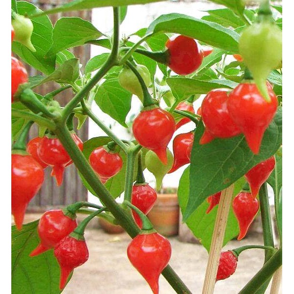 BS-BYL Bibit Cabe Hias Pelangi Benih Tanaman Sayuran Cabai Carolina Reaper Merah Bolivian Rainbow Katokkon Numex Giant Raksasa Sweet Italian Ungu Hitam-CH RED CHUPETINHO