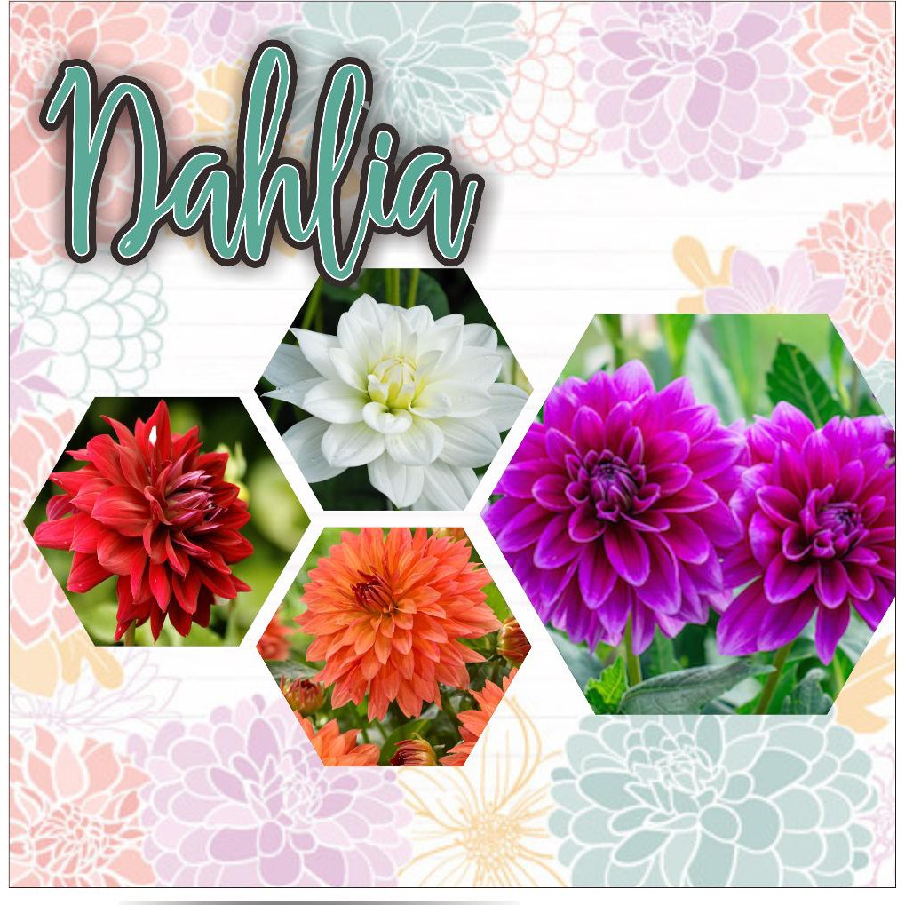 Paket 4 Warna Bunga Dahlia Shopee Indonesia