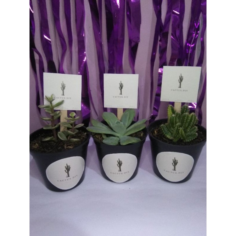 

cactus 5