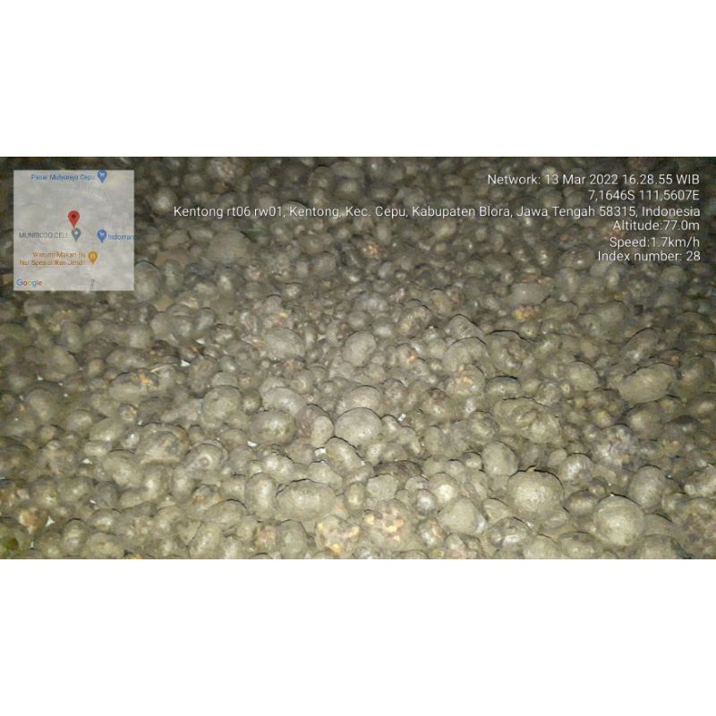 

bibit katak porang isi 200/250 asli klangon saradan madiun